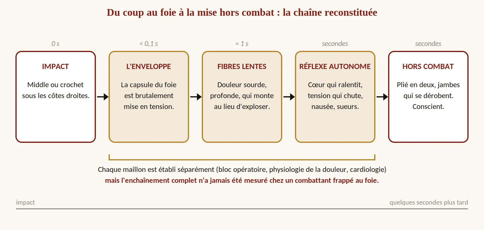 Frise en cinq étapes : impact sous les côtes droites, mise en tension de la capsule du foie, douleur sourde portée par les fibres lentes, réflexe autonome (cœur qui ralentit, tension qui chute), puis combattant hors combat mais conscient.