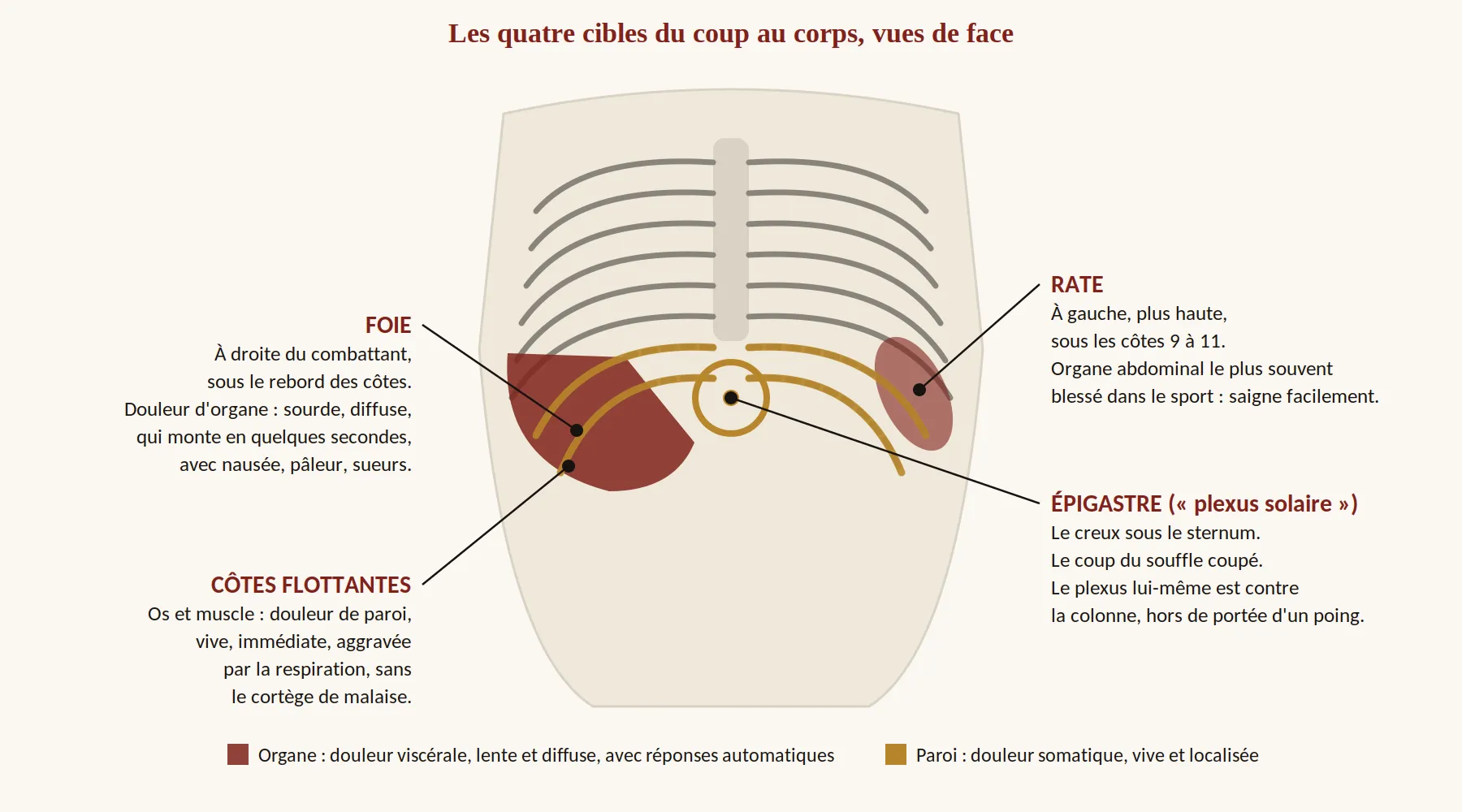 Schéma du tronc vu de face montrant les quatre cibles : le foie à droite du combattant sous le rebord des côtes, la rate à gauche sous les côtes 9 à 11, l'épigastre sous le sternum, et les côtes flottantes.