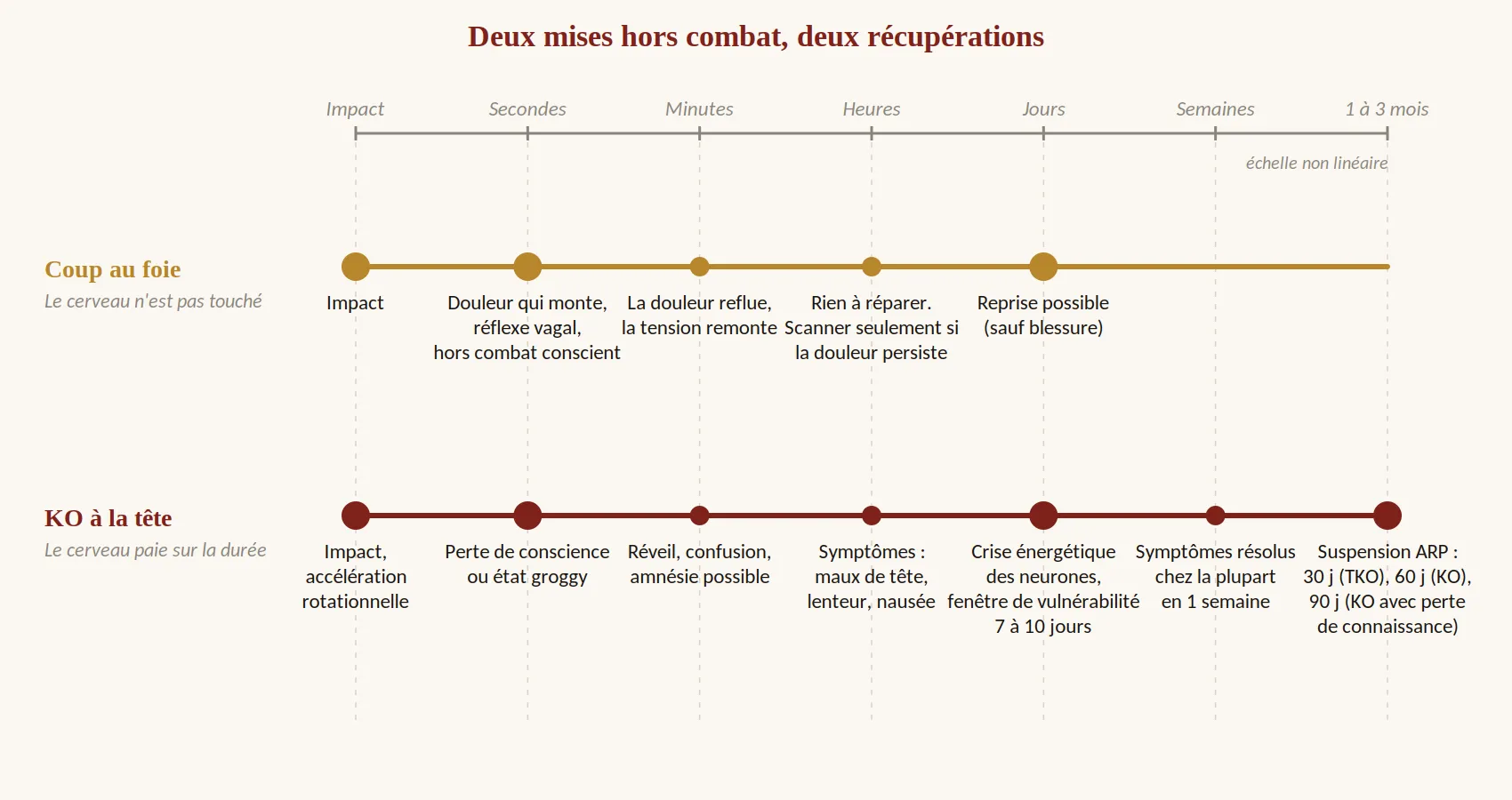 Deux frises chronologiques comparées sur une échelle non linéaire, de l'impact à trois mois. Coup au foie : douleur et réflexe vagal en quelques secondes, douleur qui reflue en quelques minutes, reprise possible en quelques jours sauf blessure. KO à la tête : perte de conscience, confusion, symptômes pendant des heures, crise énergétique des neurones et fenêtre de vulnérabilité de 7 à 10 jours, symptômes résolus en une semaine chez la plupart, suspension de 30 à 90 jours.