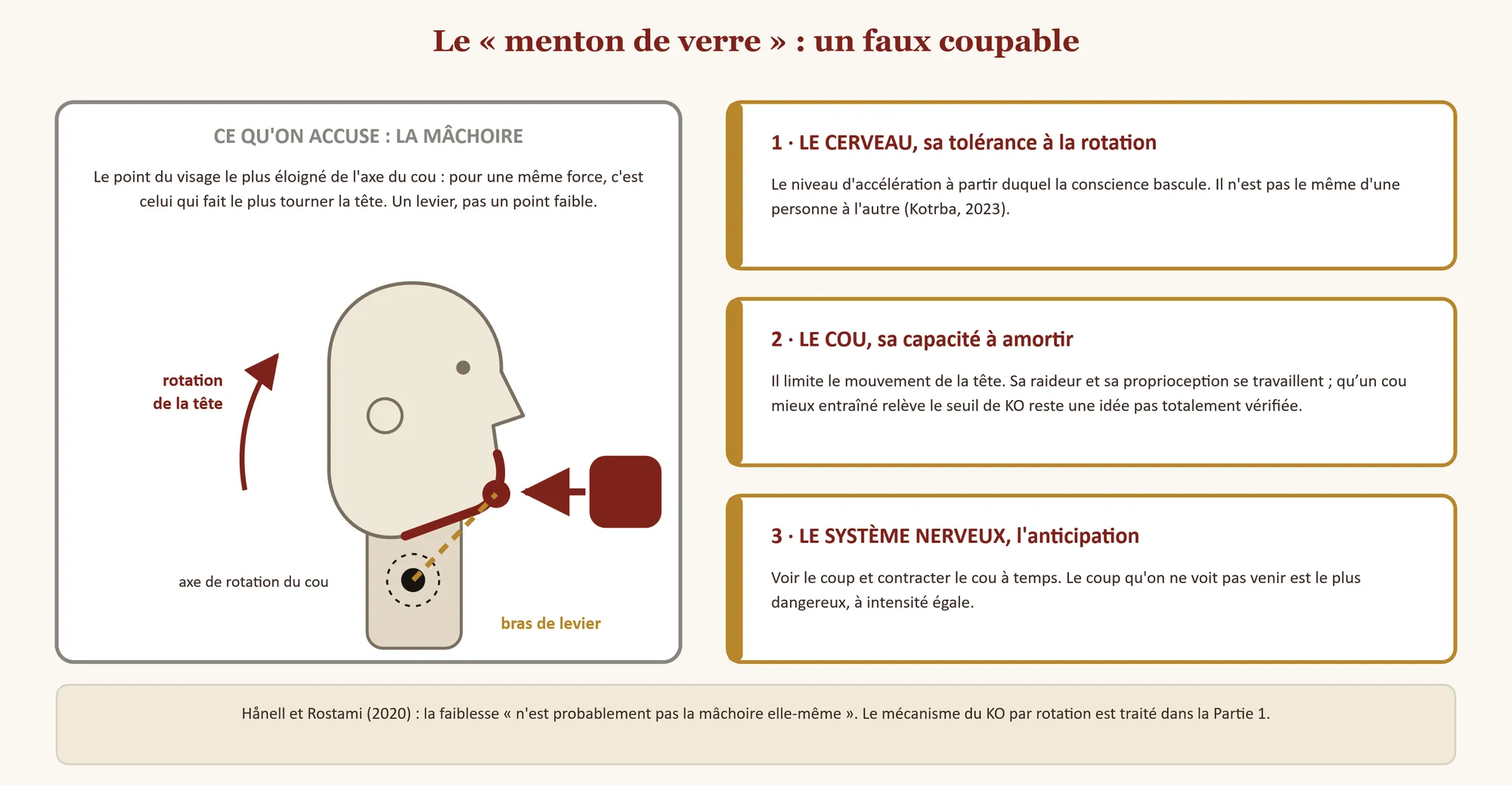 À gauche, une tête de profil frappée à la mâchoire : le menton, loin de l'axe de rotation du cou, agit comme un bras de levier qui fait tourner la tête. À droite, les trois lieux réels de la fragilité : le cerveau et sa tolérance à la rotation, le cou et sa capacité à amortir, le système nerveux et l'anticipation.