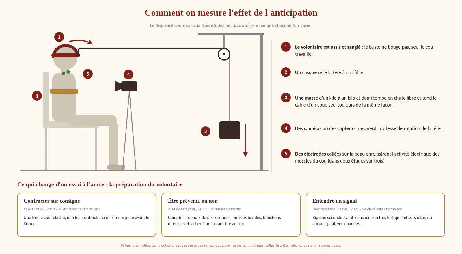 Schéma d'un volontaire assis et sanglé, la tête dans un casque relié à un câble qui passe par une poulie ; au bout du câble, une masse tombe en chute libre et tire la tête d'un coup sec. Une caméra filme la tête, des électrodes sont collées sur le cou. En bas, trois cartes : contracter le cou sur consigne (Eckner et al., 2014), être prévenu ou non par un compte à rebours (Alsalaheen et al., 2019), entendre un signal sonore (Homayounpour et al., 2021).